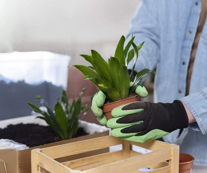 Venta de plantas interiores Anglet