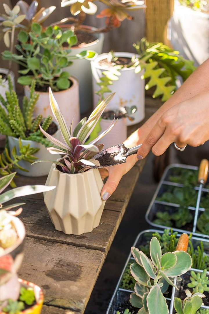 Venta de planta de interior Anglet