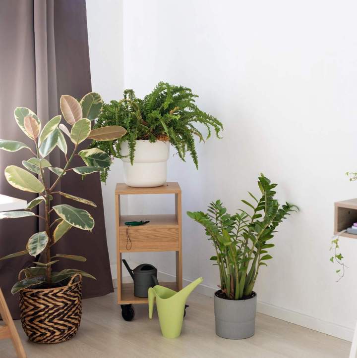 Vente plante intérieure Anglet