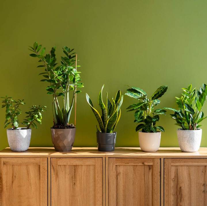 Plusieurs espèces végétales à cultiver dans votre maison !