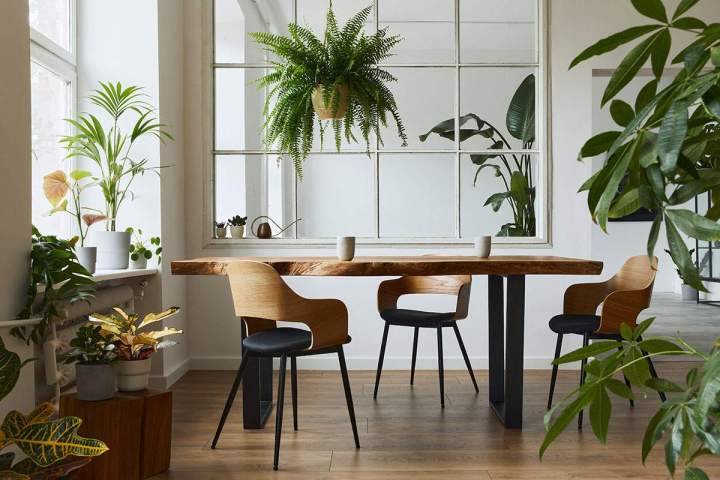 Vente plante intérieure, Saint-Pierre-d'Irube