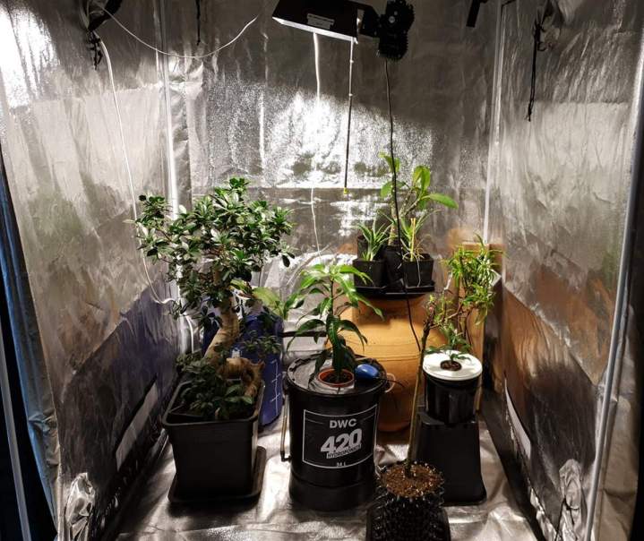 Vente fleurs intérieures résines Anglet