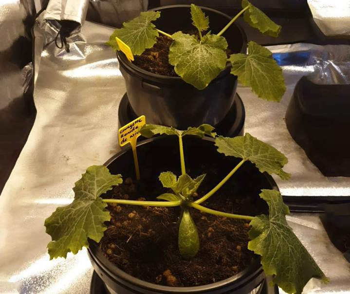 Boutique de plante intérieure Anglet