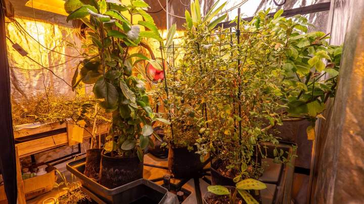 Magasin de culture d'intérieur à Anglet