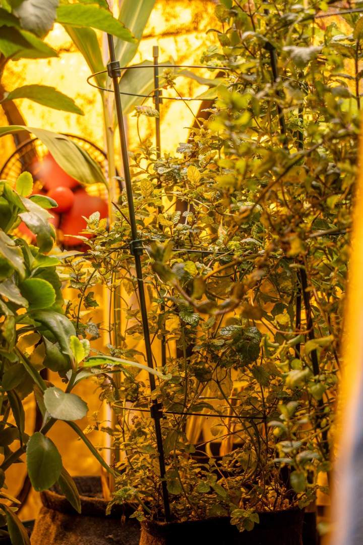 Magasin de culture d'intérieur - Anglet