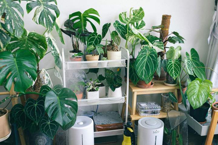 Venta de planta de interior Anglet