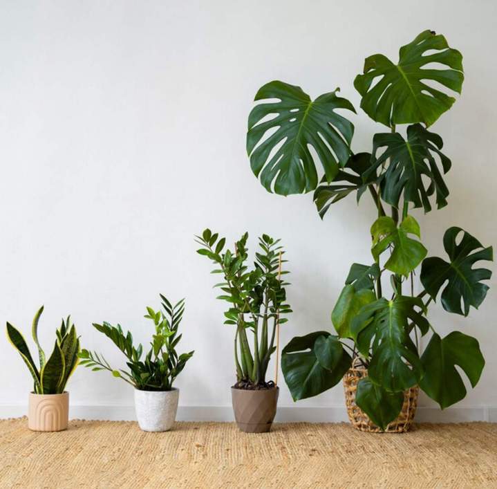 Magasin plante intérieure Anglet